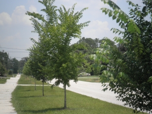  Salford street trees,American Elms, planted 2008 