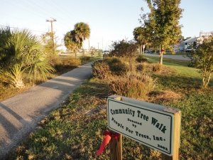  Our Tamiami Trail Tree Walk, December 2013 